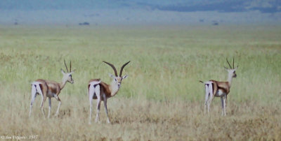 Thomsons Gazelles