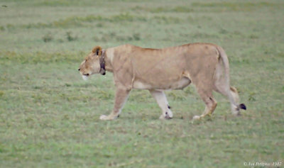 African Lioness with Radio Collar