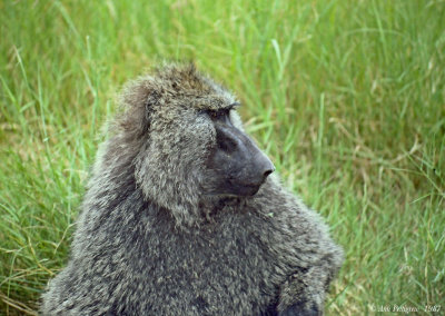 Olive Baboons