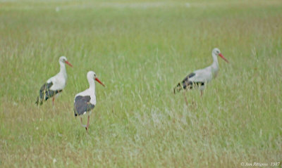 White Storks