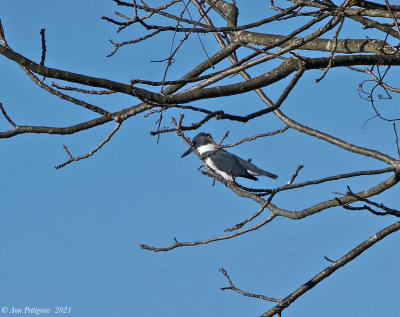 Belted Kingfisher - male