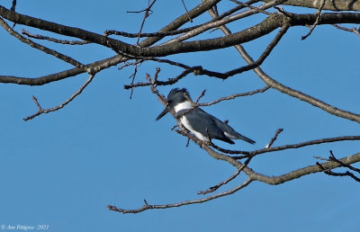 Belted Kingfisher - male