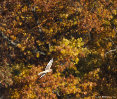 Northern Harrier