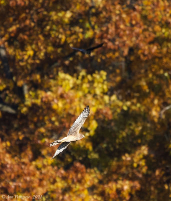 Northern Harrier