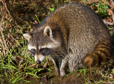 Raccoon