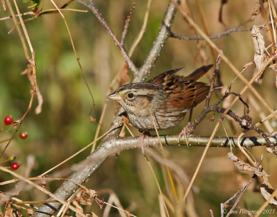 Swamp Sparrow
