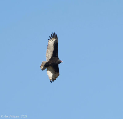 Turkey Vulture 