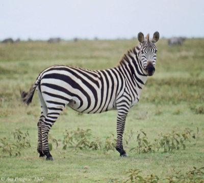 Common Zebra