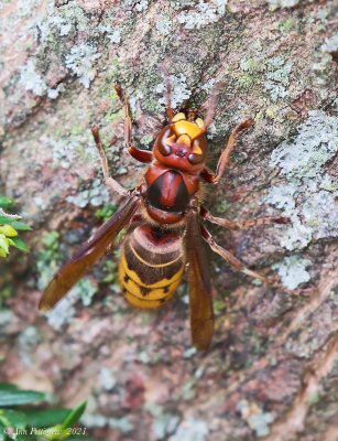 European Hornet