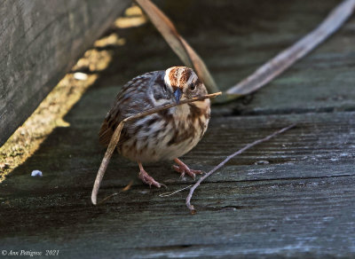 Song Sparrow