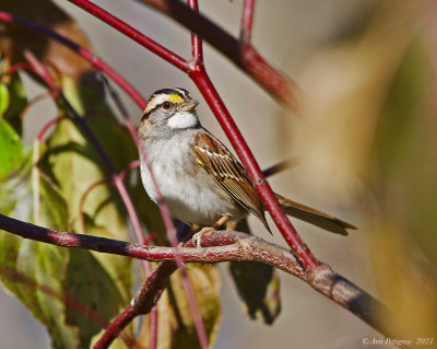 White-throated-Sparrow---LR---S7300115.jpg