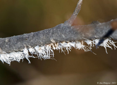 Woolly Apple Aphid