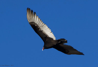 Turkey Vulture