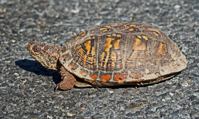 Eastern Box Turtle - male