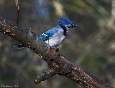 Blue Jay