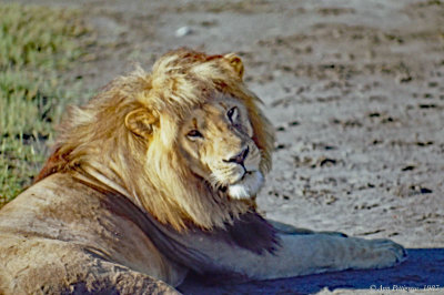 African Lion