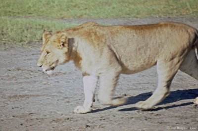 African Lioness