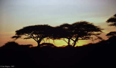 Sunset on the Serengeti 