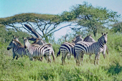 Plains Zebras