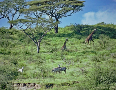 Plains Zebras and Masai Giraffes