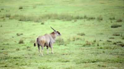 Eland