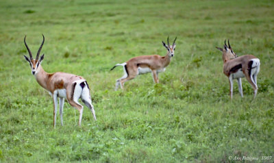 Grants Gazelles