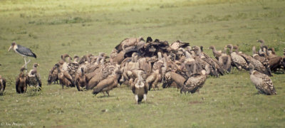 Marabou Stork, White-backed Vultures, Ruppells Vultures
