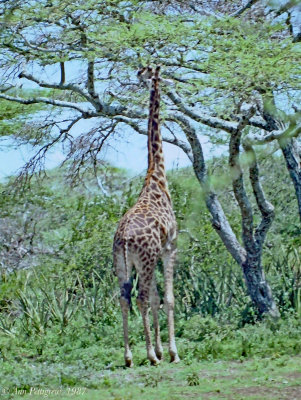 Maasai Giraffe