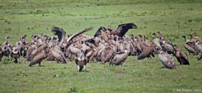 Ruppells and White-backed Vultures 