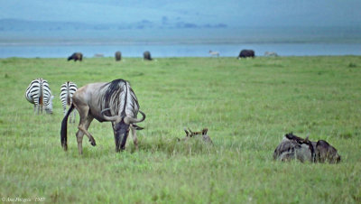 Wildebeest 