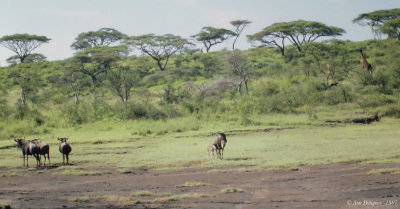 Wildebeest and Maasai Giraffes