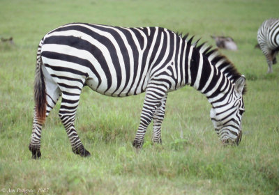 Plains Zebra