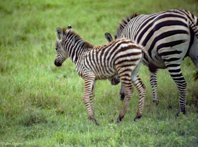 Plains Zebra