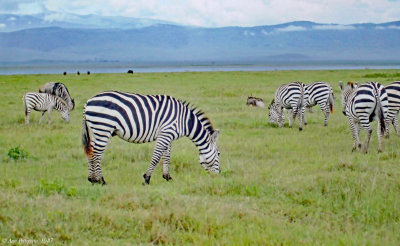 Plains Zebra