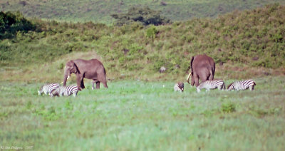 African Elephants & Plains Zebras