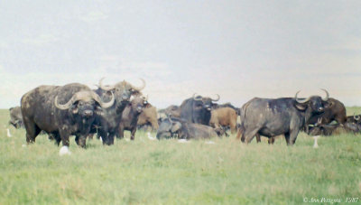 Cape Buffalo