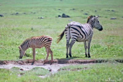 Plains Zebra Mare & Foal