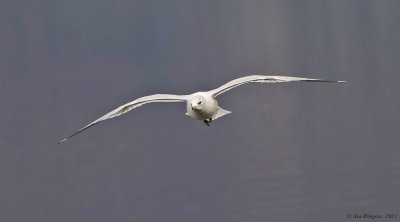 Ring-billed Gull