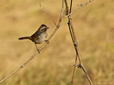 Swamp Sparrow