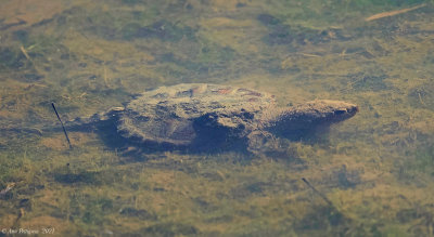 Common Snapping Turtle