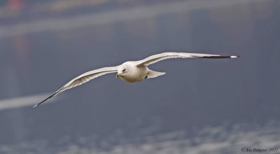 Ring-billed Gull