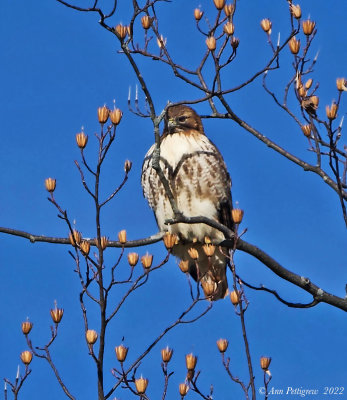 Red-tailed Hawk