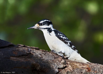 Hairy Woodpecker - female
