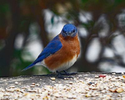 Eastern Bluebird 