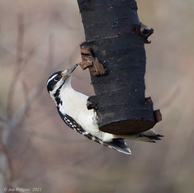 Hairy-Woodpecker---CSP---S7300684.jpg