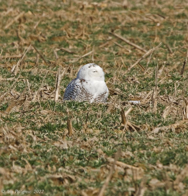 Snowy Owl