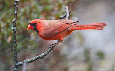 Northern Cardinal (male)