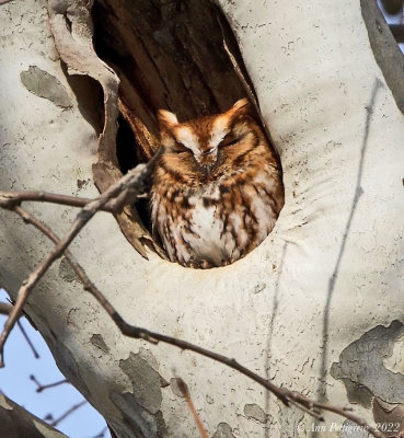 Eastern Screech-Owl