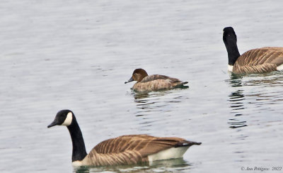 Canada Geese and Redhead (female)
