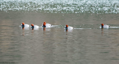 Redheads